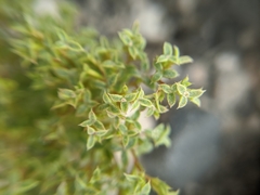 Chorizanthe corrugata