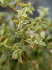 Chorizanthe corrugata