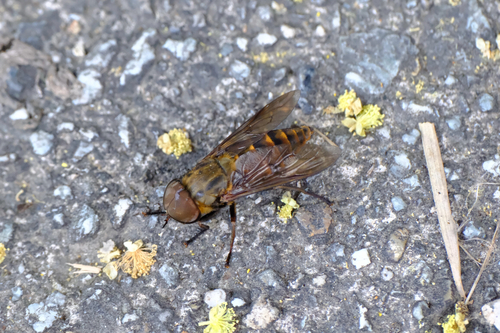 Tabanus chrysurus