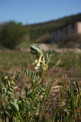 Vicia pannonica