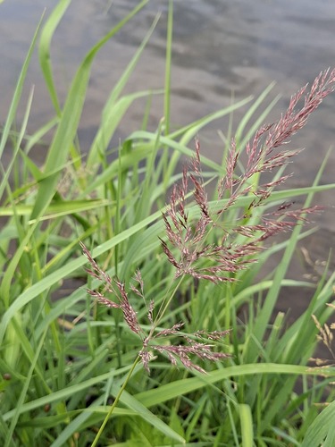 Calamagrostis pseudophragmites iNat (2)