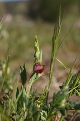 Lathyrus cicera
