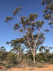 Eucalyptus frenchiana