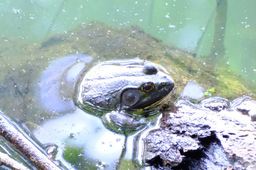 American Bullfrog