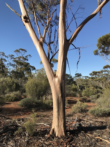 Eucalyptus frenchiana 2