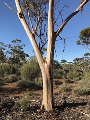 Eucalyptus frenchiana