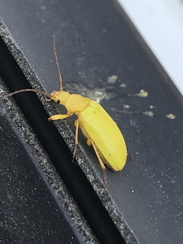 Sulphur Beetle