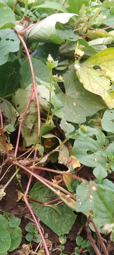 Nepal Persicaria