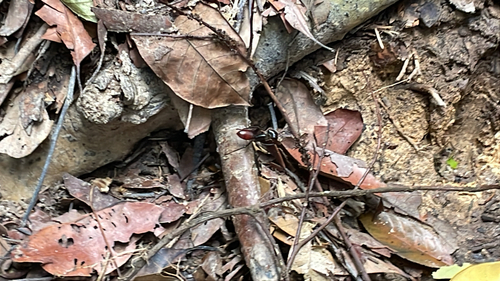 Dinomyrmex gigas gigas