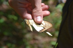 Papilio dardanus dardanus