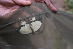 Papilio dardanus dardanus