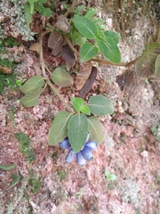 Coccocypselum lanceolatum