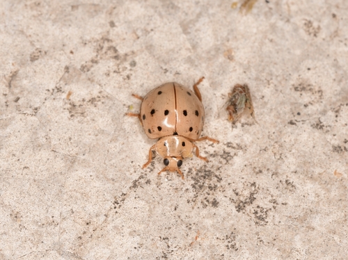 Sixteen-spotted Lady Beetle