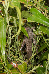 Anacridium aegyptium