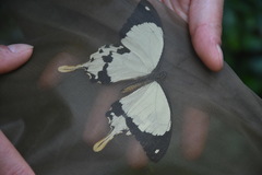 Papilio dardanus dardanus