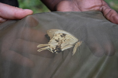 Papilio dardanus dardanus