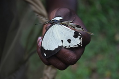 Papilio dardanus dardanus