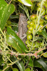 Anacridium aegyptium