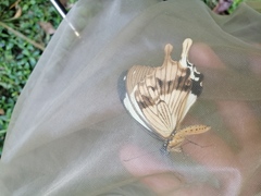 Papilio dardanus dardanus