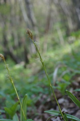 Carex michelii