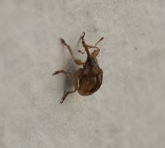 Corimalia tamarisci