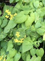 Epimedium