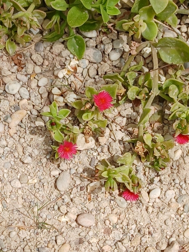 heart-leaf ice plant