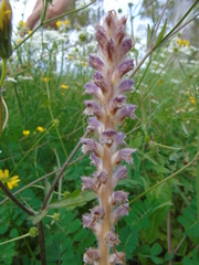 Orobanche pubescens