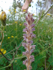 Orobanche pubescens