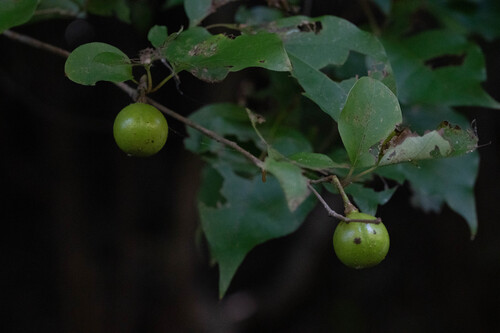 Lindera praecox iNat (3)