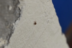 Corimalia tamarisci