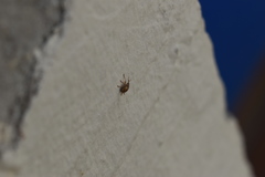 Corimalia tamarisci