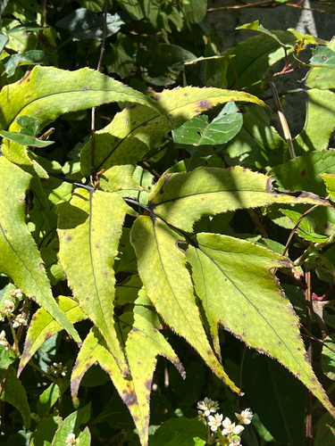Cyrtomium caryotideum observed 2026-06-19