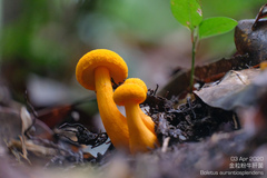 Boletus aurantiosplendens
