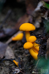 Boletus aurantiosplendens