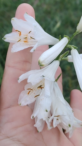 Paradisea liliastrum, photograph 4