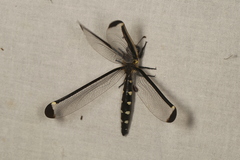 Stilbopteryx napoleo