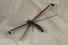 Stilbopteryx napoleo