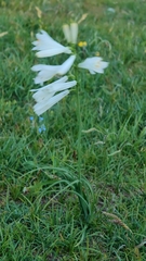 Paradisea liliastrum, photograph (c) Isabella Paleari, some rights reserved (CC BY)