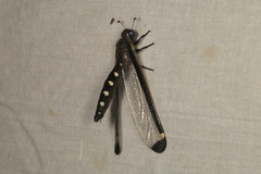 Stilbopteryx napoleo