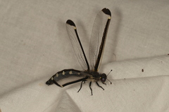 Stilbopteryx napoleo