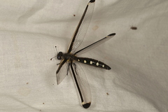 Stilbopteryx napoleo