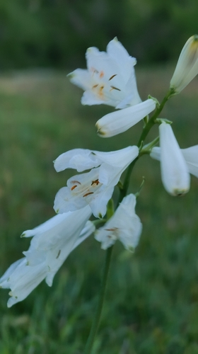 Paradisea liliastrum, photograph 6