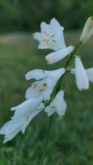 Paradisea liliastrum, photograph (c) Isabella Paleari, some rights reserved (CC BY)