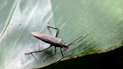 Notobitus