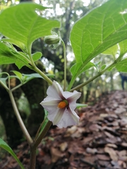 Lycianthes ciliolata