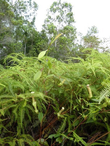 Nepenthes danseri