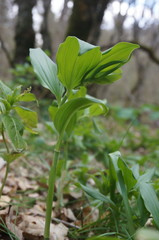 Polygonatum latifolium
