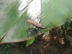 Notobitus