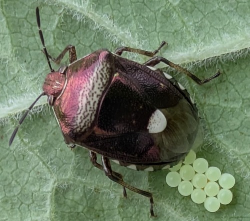 Menida violacea